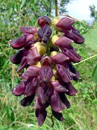 Image result for Mucuna pruriens
