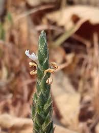 Image result for Elytraria acaulis