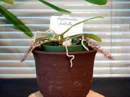 Image result for Rhipidoglossum