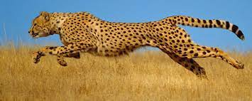 How Some Animals Accelerate Faster Than All Others Animals Cheetahs Animal Silhouette