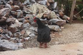 A bird of the jersey giant breed. Jersey Giant Huhn Grosse Platzbedarf Eigenschaften Selbstversorger De
