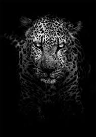 Hungry Leopard Poster 2 In 2020 Leopard Wallpaper Animal Wallpaper Tiger Wallpaper