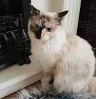 Quick Guide to Ragdoll Coat Patterns and Colours