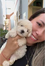 😅😅😅😅😅😍 #poodle