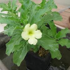 Image result for Pterodiscus