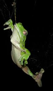 The australian green tree frog is a white's tree frog in america. Australian Green Tree Frog Wikiwand
