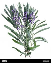 Image result for Lavandula angustifolia Vera