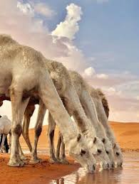Enter your username and we'll send you a link to change your password. Camels