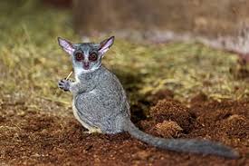 Check spelling or type a new query. Senegal Galago Wikipedia
