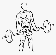 Want full access to one of the most educated minds in the fitness industry? Transparent Weightlifting Clipart Cross Body Hammer Curl Hd Png Download Kindpng