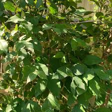 Image result for Hyperacanthus amoenus