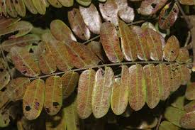 Image result for Cnestis