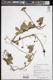 Image result for Ipomoea hederifolia