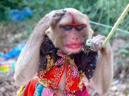 Awesome Funny Monkey Pictures With Makeup And Pics Monkey Pictures Funny Monkey Pictures Monkeys Funny