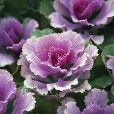 Decorative cabbage can be compared with a rose with its beauty, and the external resemblance is even one such plant can decorate a small tub or flowerpot, and if you create a flower bed out of them. Rose Flare Hybrid Flowering Kale Flowering Cabbage And Kale Horticultural Products Services