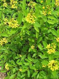 Galphimia Glauca Golden Showers Thryallis Golden Thryallis Gold Shower Shower Of Gold Rain Of Gold Austin Shower Plant Gold Shower Beautiful Backyards