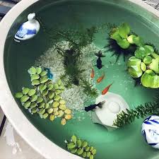 Pin By Kelsea Hecht On Garden And Upcycling Small Water Gardens Indoor Water Garden Indoor Pond