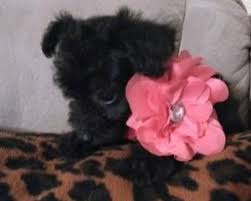 Maybe you would like to learn more about one of these? Phoenix Pets Craigslist Pets Craigslist Dogs