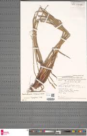 Image result for Eleocharis mutata