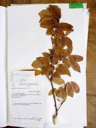 Image result for Cola mossambicensis