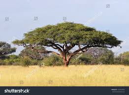 Image result for Acacia erioloba