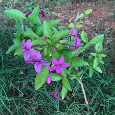 Image result for Eranthemum laxiflorum