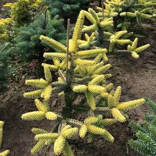 Maybe you would like to learn more about one of these? Abies Pinsapo Aurea Herman Geers