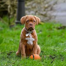 The dogue de bordeaux, also known as french mastiff, bordeaux mastiff or bordeaux bulldog, is this impressive dog, characterised as the dog with the biggest head among all dog races, passed. Dogue De Bordeaux Dog Puppy Free Photo On Pixabay