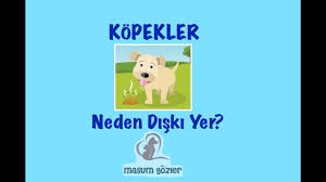 Kopek Neden Diskisini Yer