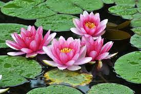 Rongga udara teratai definisi habitat manfaat karakteristik. 3 Adaptasi Tumbuhan Pengertian Ciri Dan Contohnya Lengkap Penjaskes Co Id