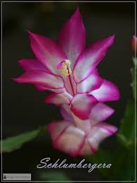 Schlumbergera Christmas Cactus Easter Cactus Thanksgiving Too Christmas Cactus Easter Cactus Flower Essences