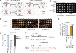 Image result for Meiosperma debile