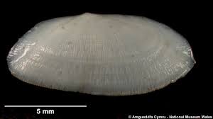 Image result for Galeomma