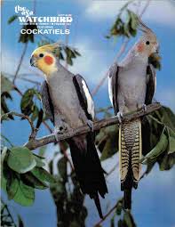 Everything You Want To Know About Cockatiels As Pets! - Pethelpful