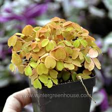 Image result for Oxalis purpurascens