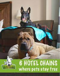 Six Hotel Chains Where Pets Stay Free - Tap The Pin For The Most Adorable Pawtastic Fur Baby Apparel You Pet Travel Dog Friendly Vacation Dog Friendly Hotels