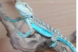 Baby Black Bearded Dragon For Sale Blue Flame Bearded Dragons Sale Bearded Dragon Blue If Blue Bearded Dragons Are Real I Want One I Baby Bearded Dragon Bearded Dragon Bearded Dragon Care
