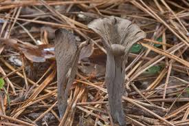 Image result for Craterellus fallax