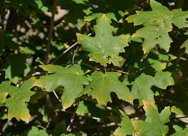This is about equal to the growth rate of live oaks. Ufei Selectree A Tree Selection Guide