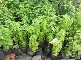 Image result for Ocimum lamiifolium