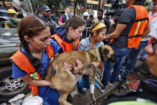 They saved the pets during the earthquake Veterinarians stay calm and take  all the pets that were there during the earthquake in Colombia.