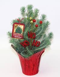 Italian stone pine итальянская сосна італійська сосна italyan çami. The Pinery Holiday Collection