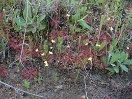 Image result for Utricularia subulata