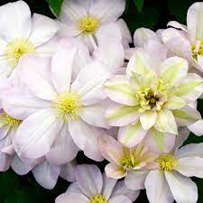 Check spelling or type a new query. Clematis Jeannes Pink