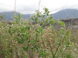 Image result for Pluchea ovalis