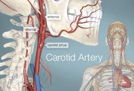 It is divided into two portions. Carotid Artery Human Anatomy Picture Definition Conditions More