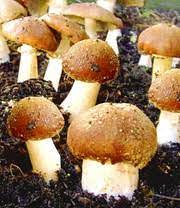Pilze im garten züchten, baumstamm scheibenimpfmethode. Garten Pilze Braunkappen Set 1a Qualitat Baldur Garten