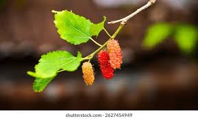 Image result for Morus indica