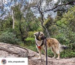 German shepherd poodle mix shepadoodle. Shepadoodle 101 13 Shepadoodle Facts With Photos Oodle Life