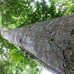 Image result for Antrocaryon nannanii